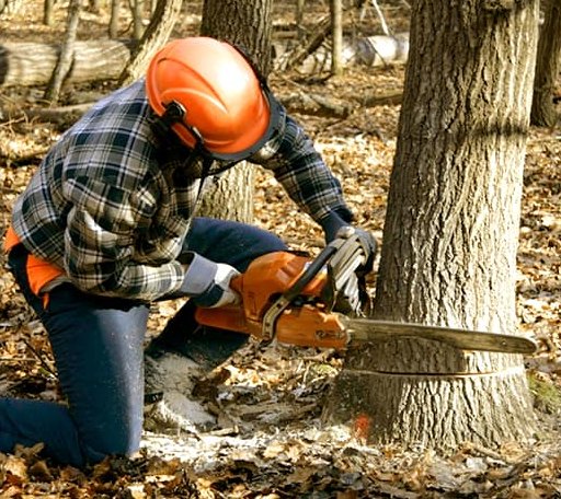 Tree Removal in Melbourne, KY